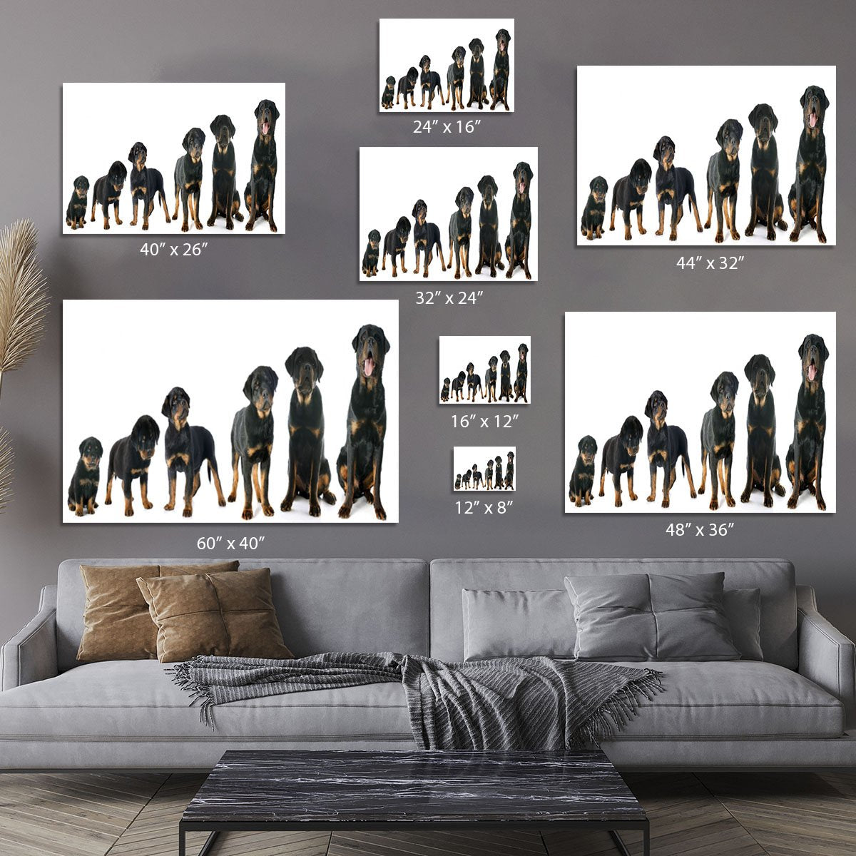 Portrait of a purebred puppy rottweiler Canvas Print or Poster