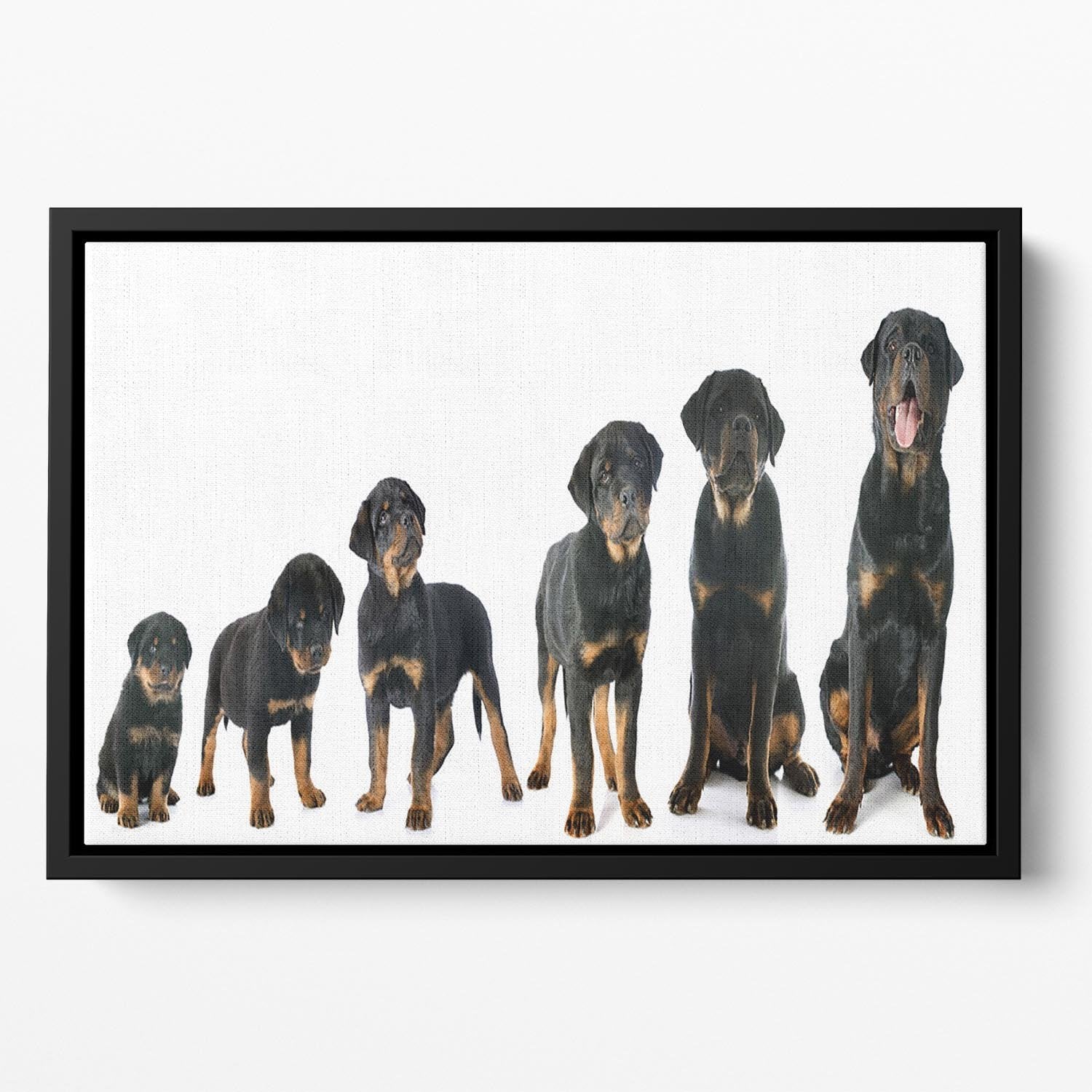 Portrait of a purebred puppy rottweiler Floating Framed Canvas - Canvas Art Rocks - 2