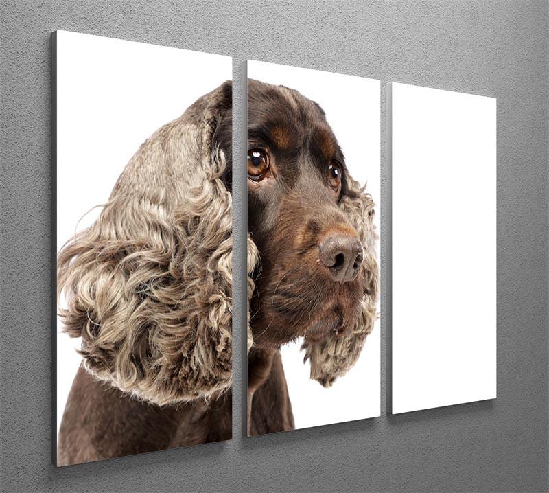 Portrait of an adorable English Cocker Spaniel 3 Split Panel Canvas Print - Canvas Art Rocks - 2