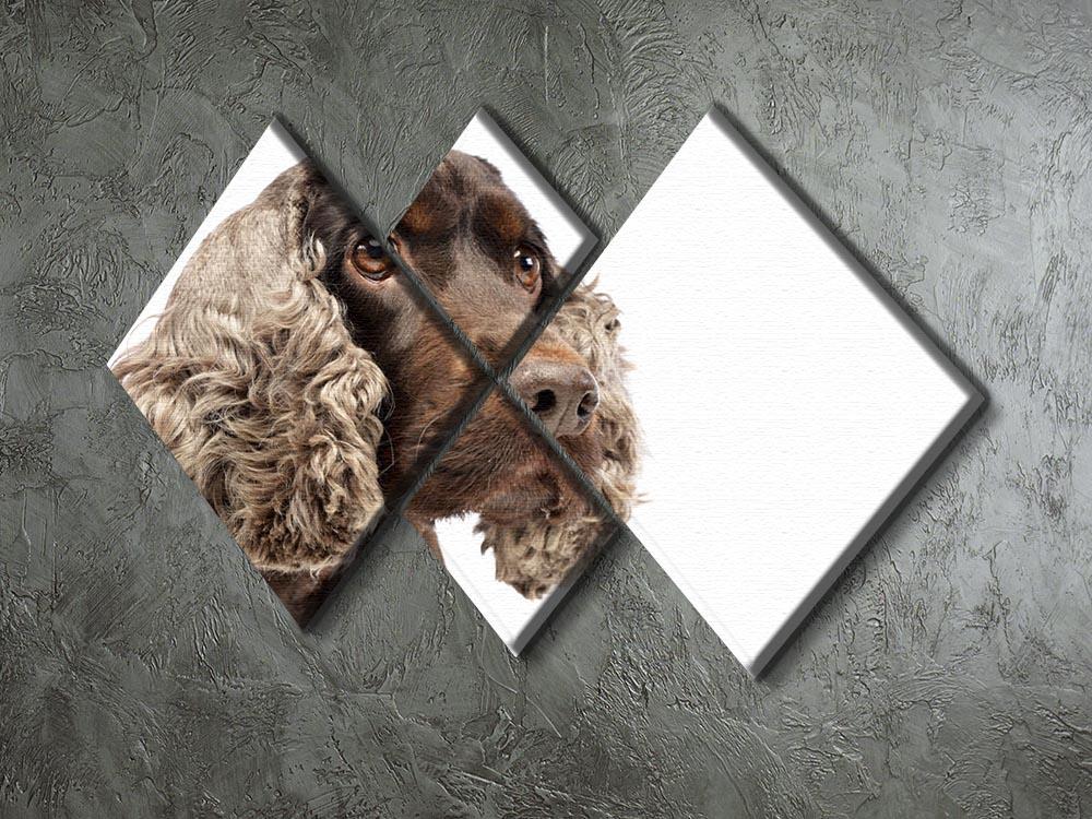 Portrait of an adorable English Cocker Spaniel 4 Square Multi Panel Canvas - Canvas Art Rocks - 2