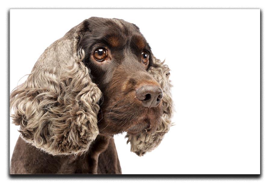 Portrait of an adorable English Cocker Spaniel Canvas Print or Poster - Canvas Art Rocks - 1