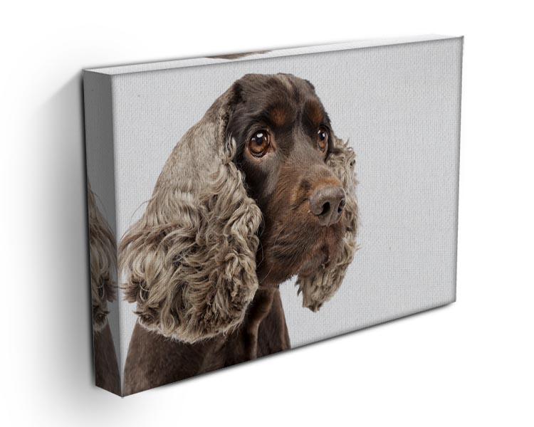 Portrait of an adorable English Cocker Spaniel Canvas Print or Poster - Canvas Art Rocks - 3
