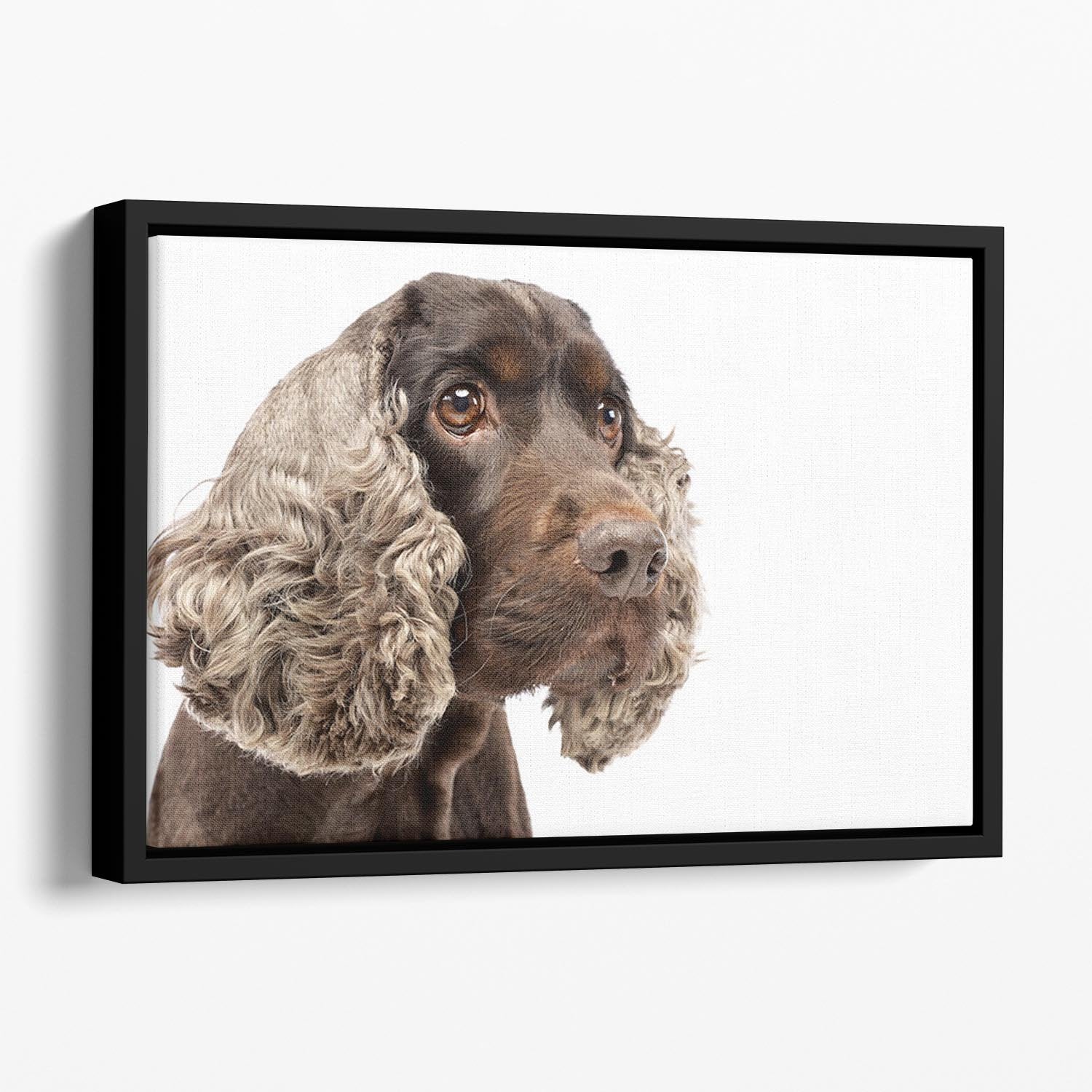 Portrait of an adorable English Cocker Spaniel Floating Framed Canvas - Canvas Art Rocks - 1