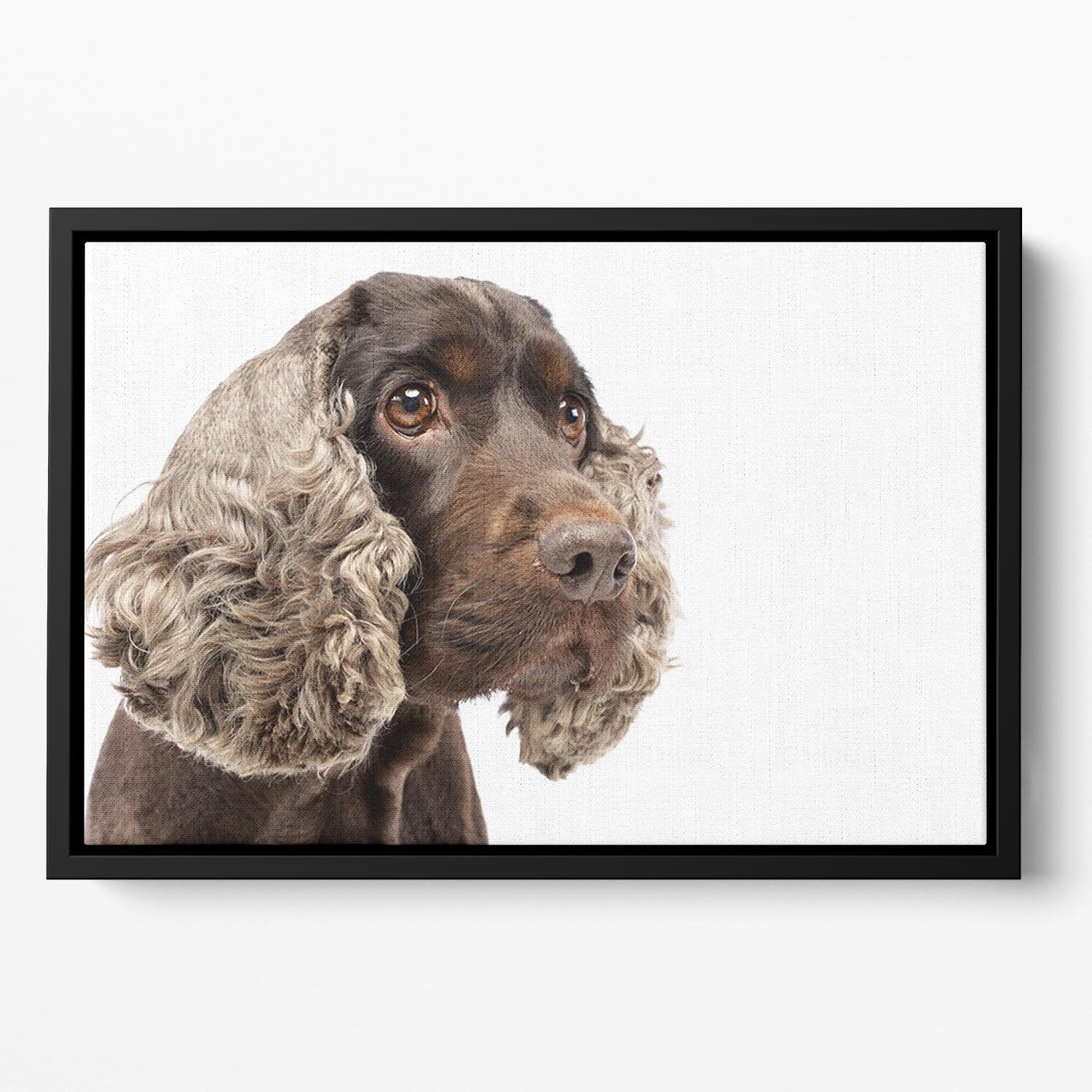 Portrait of an adorable English Cocker Spaniel Floating Framed Canvas - Canvas Art Rocks - 2