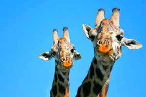 Portrait of mother and baby giraffe. Africa. Kenya Wall Mural Wallpaper - Canvas Art Rocks - 1