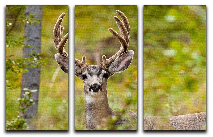 Portrait of mule deer buck 3 Split Panel Canvas Print - Canvas Art Rocks - 1