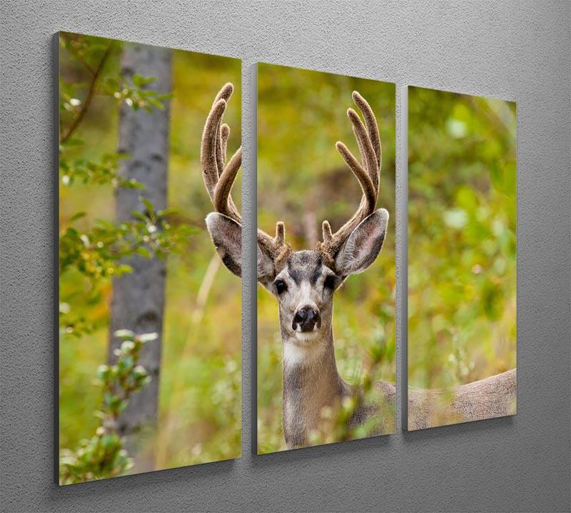 Portrait of mule deer buck 3 Split Panel Canvas Print - Canvas Art Rocks - 2
