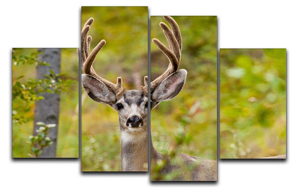 Portrait of mule deer buck 4 Split Panel Canvas - Canvas Art Rocks - 1