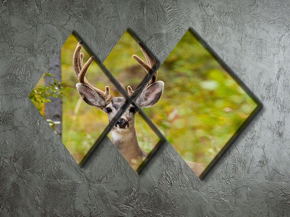Portrait of mule deer buck 4 Square Multi Panel Canvas - Canvas Art Rocks - 2