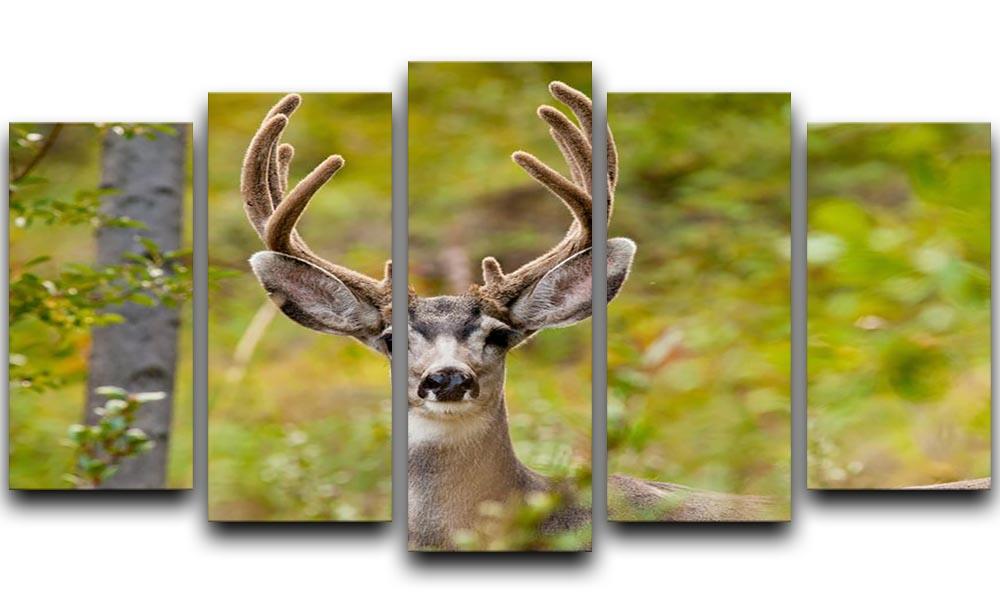 Portrait of mule deer buck 5 Split Panel Canvas - Canvas Art Rocks - 1