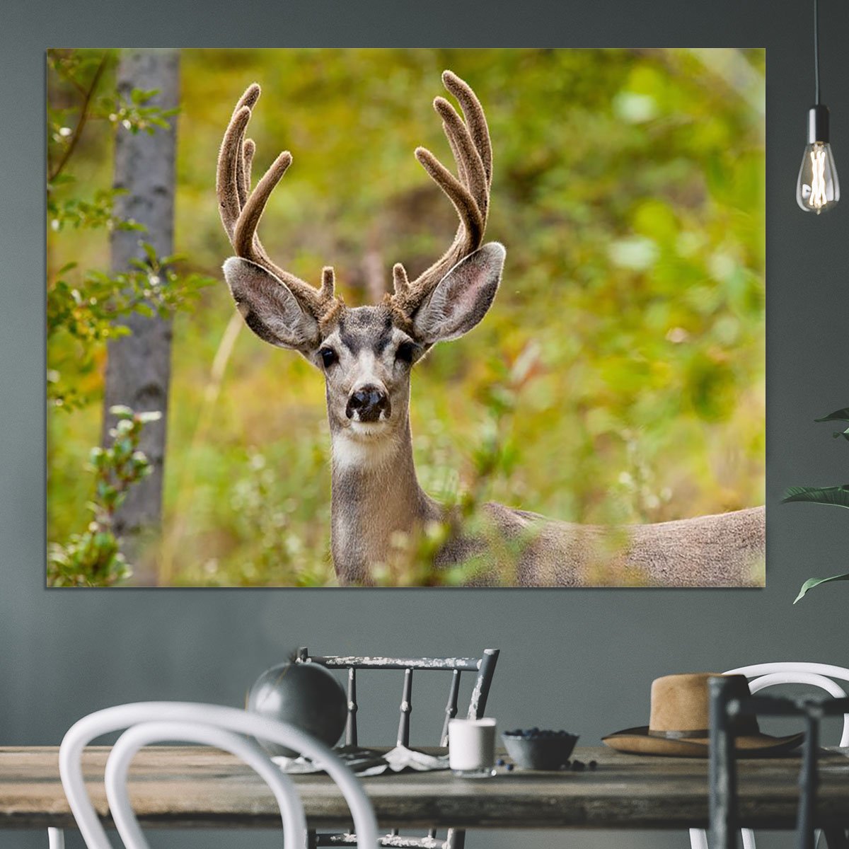 Portrait of mule deer buck Canvas Print or Poster