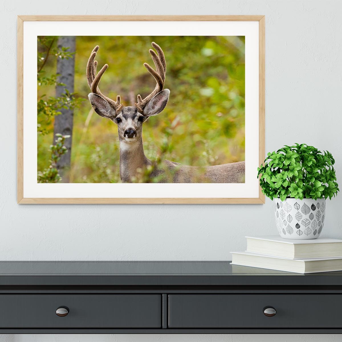 Portrait of mule deer buck Framed Print - Canvas Art Rocks - 3