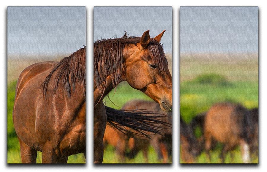 Portrait of red horse in herd on spring pasture 3 Split Panel Canvas Print - Canvas Art Rocks - 1
