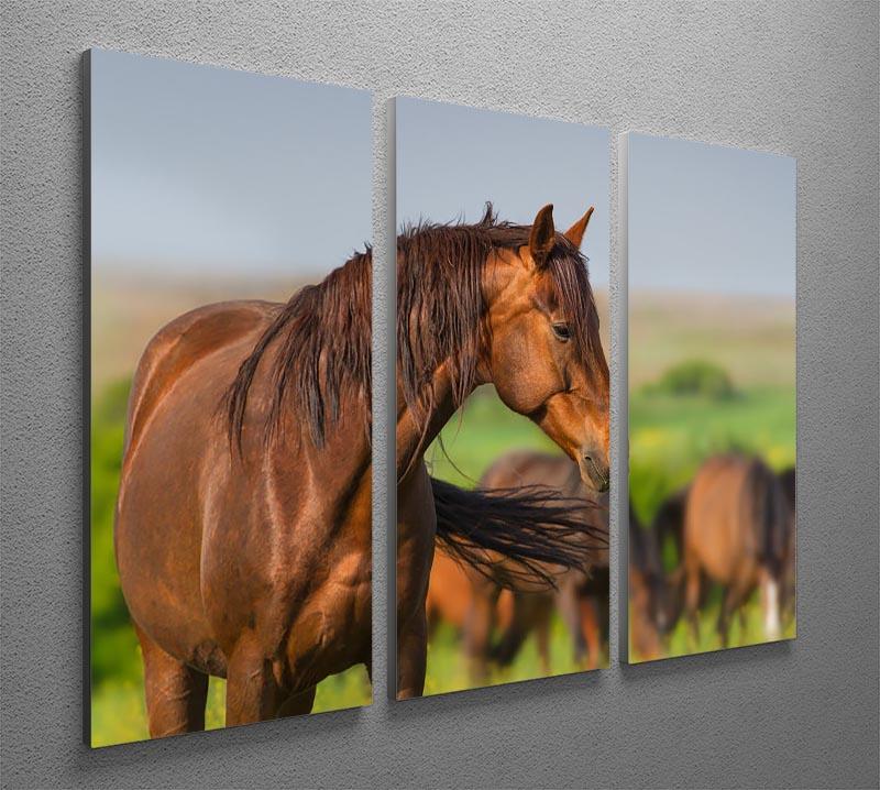 Portrait of red horse in herd on spring pasture 3 Split Panel Canvas Print - Canvas Art Rocks - 2