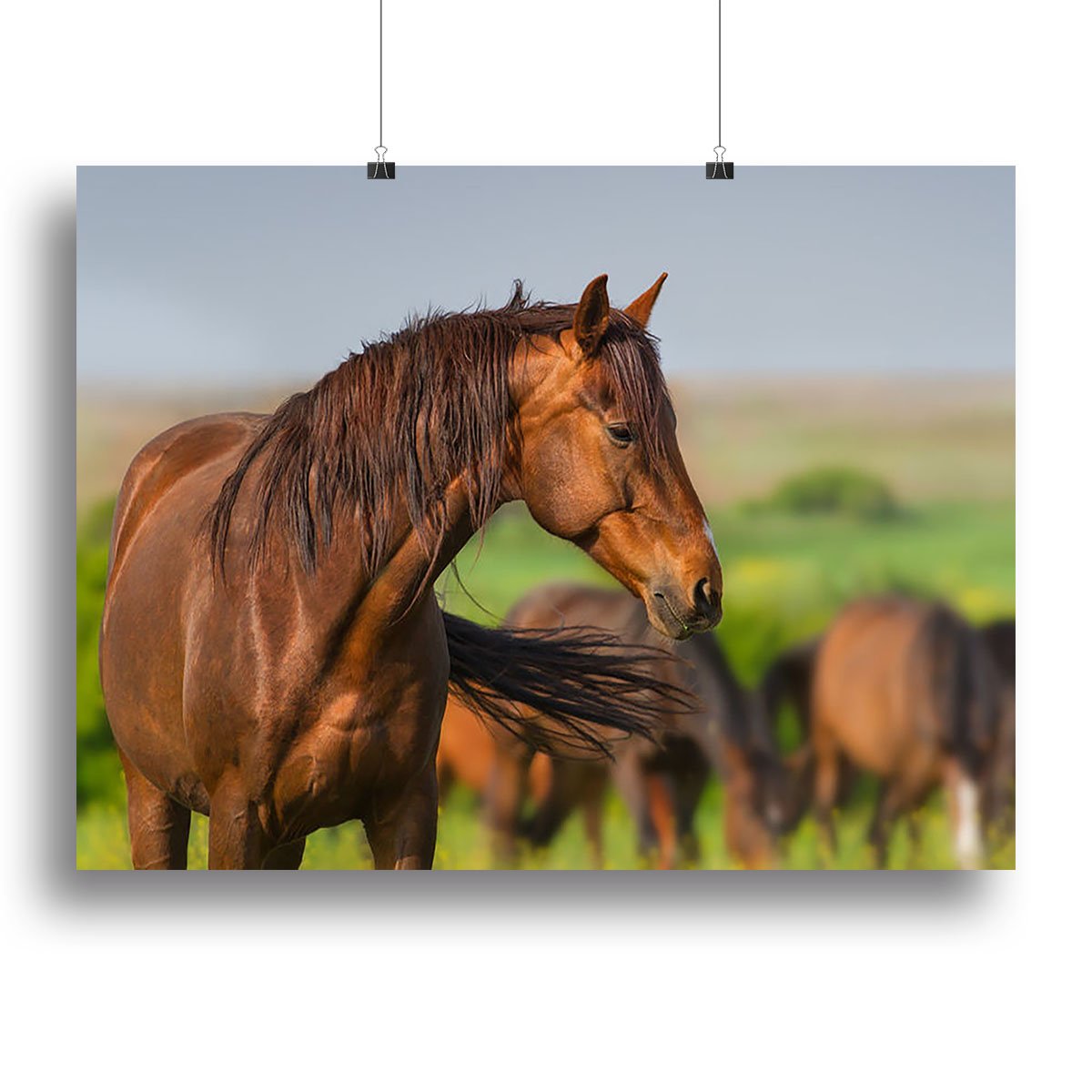 Portrait of red horse in herd on spring pasture Canvas Print or Poster