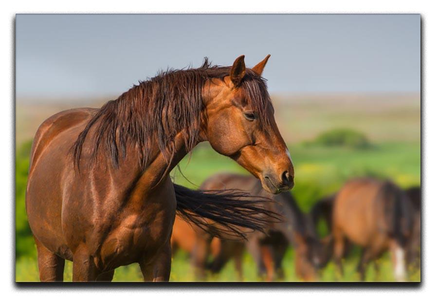 Portrait of red horse in herd on spring pasture Canvas Print or Poster - Canvas Art Rocks - 1