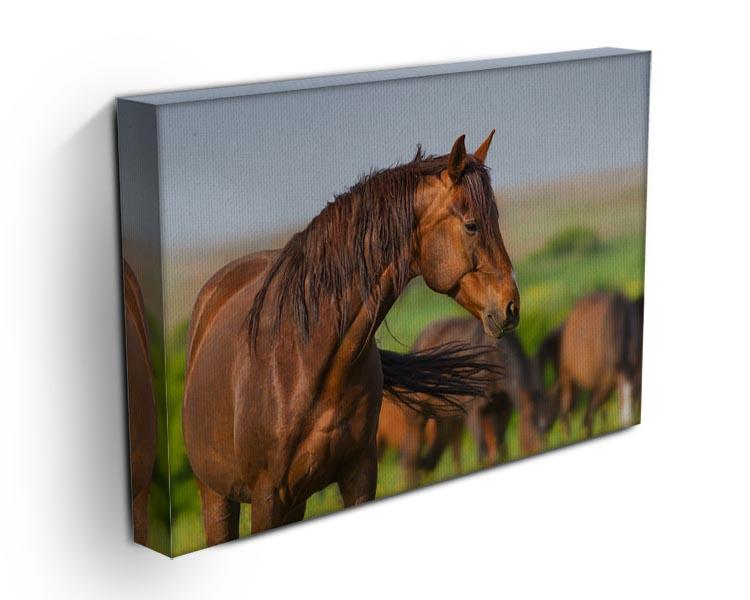 Portrait of red horse in herd on spring pasture Canvas Print or Poster - Canvas Art Rocks - 3