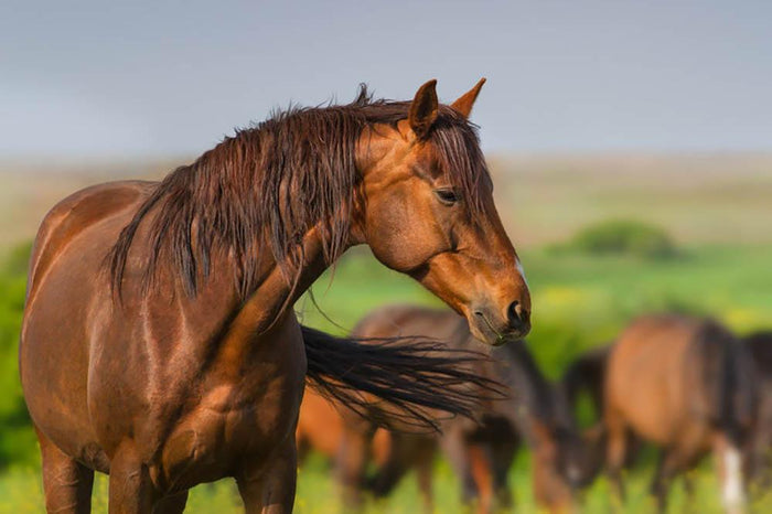 Portrait of red horse in herd on spring pasture Wall Mural Wallpaper