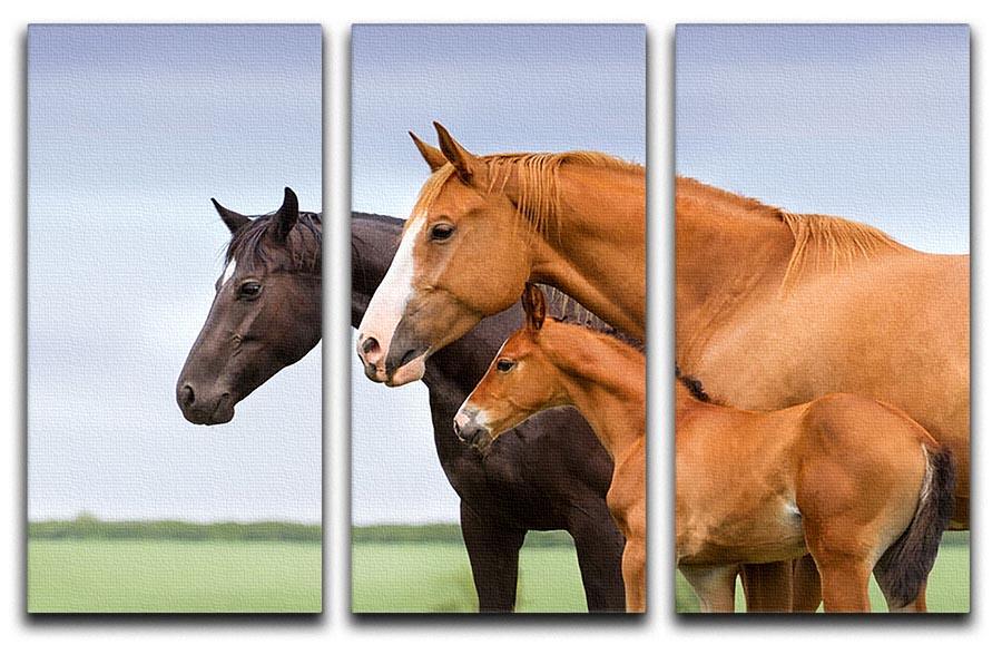 Portrait of two mares and foal at pasture 3 Split Panel Canvas Print - Canvas Art Rocks - 1