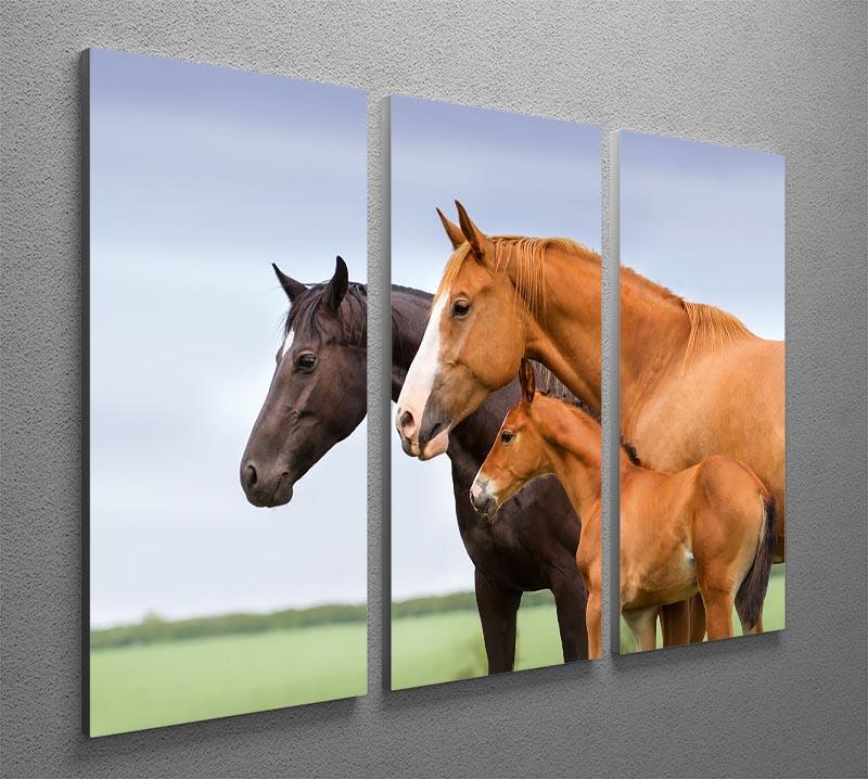 Portrait of two mares and foal at pasture 3 Split Panel Canvas Print - Canvas Art Rocks - 2