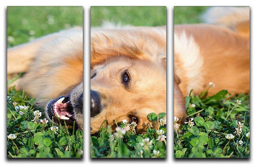 Portrait young dog playing in the meadow 3 Split Panel Canvas Print - Canvas Art Rocks - 1