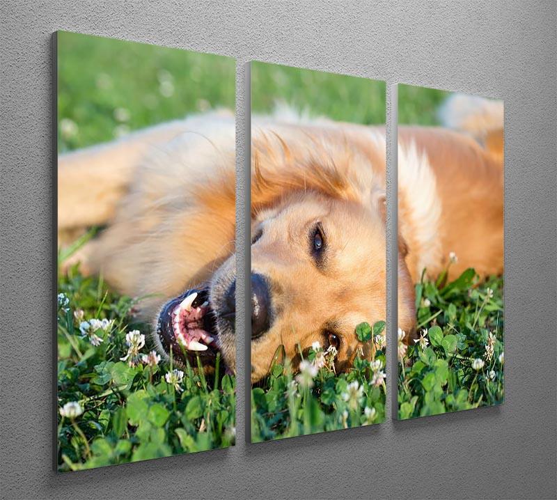 Portrait young dog playing in the meadow 3 Split Panel Canvas Print - Canvas Art Rocks - 2