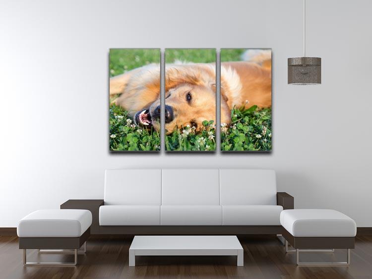 Portrait young dog playing in the meadow 3 Split Panel Canvas Print - Canvas Art Rocks - 3