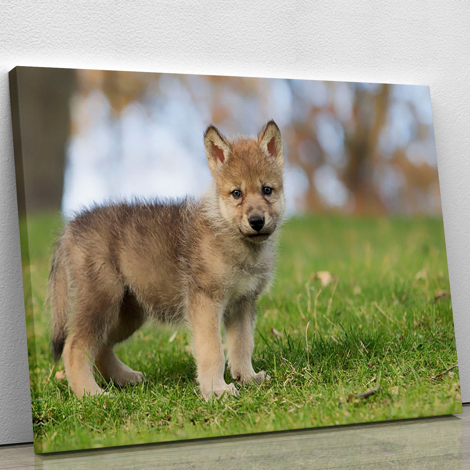 Profile image of a young gray wolf pup Canvas Print or Poster