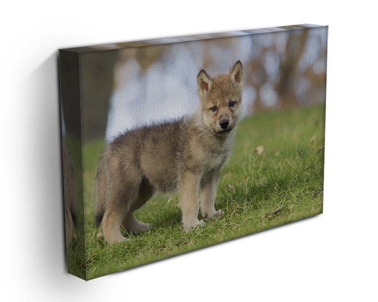 Profile image of a young gray wolf pup Canvas Print or Poster - Canvas Art Rocks - 3