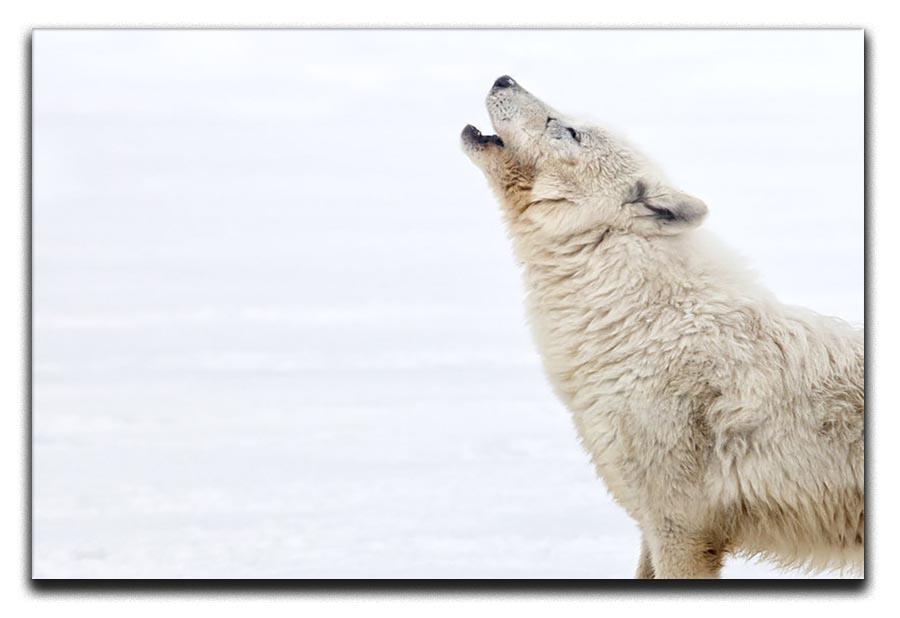 Profile of an arctic wolf howling Canvas Print or Poster - Canvas Art Rocks - 1