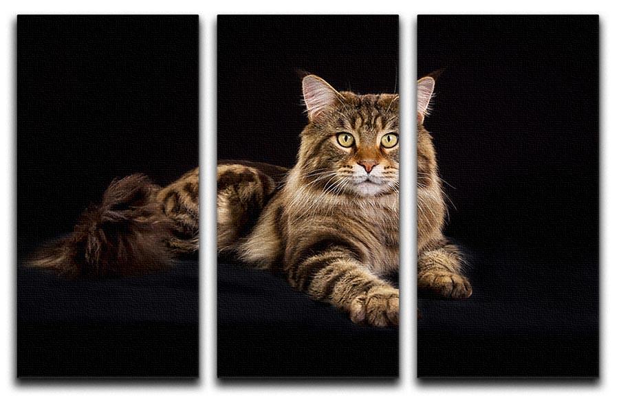 Purebred Maine Coon cat 3 Split Panel Canvas Print - Canvas Art Rocks - 1