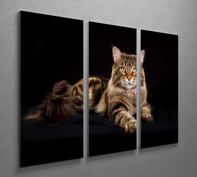 Purebred Maine Coon cat 3 Split Panel Canvas Print - Canvas Art Rocks - 2