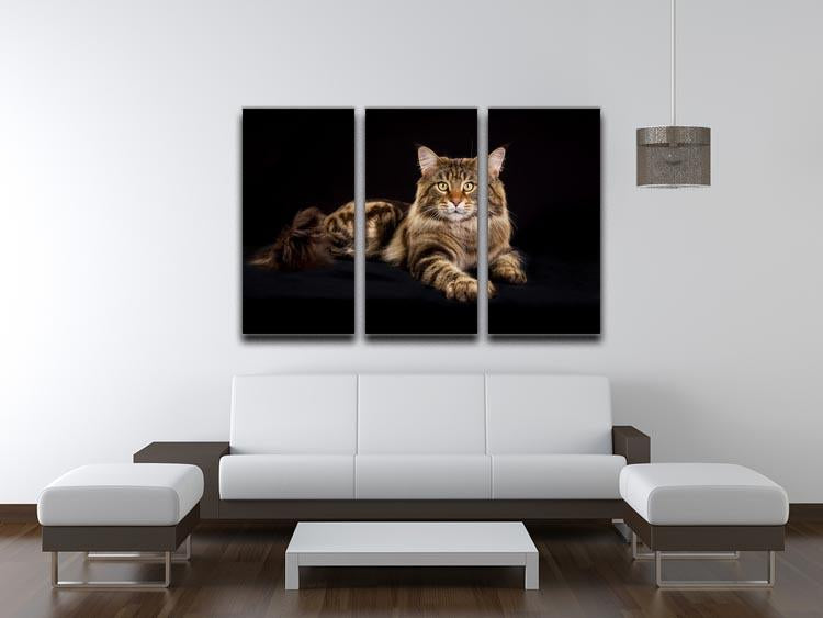 Purebred Maine Coon cat 3 Split Panel Canvas Print - Canvas Art Rocks - 3