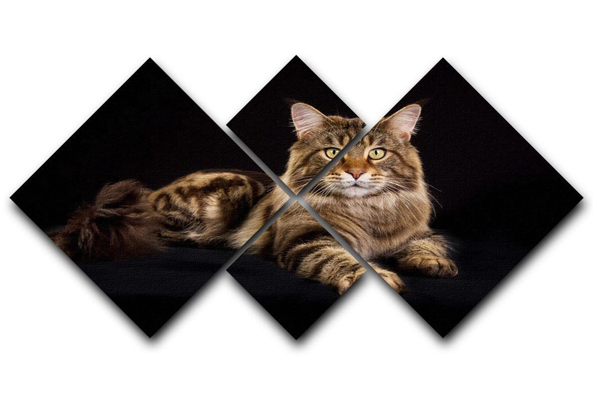 Purebred Maine Coon cat 4 Square Multi Panel Canvas - Canvas Art Rocks - 1