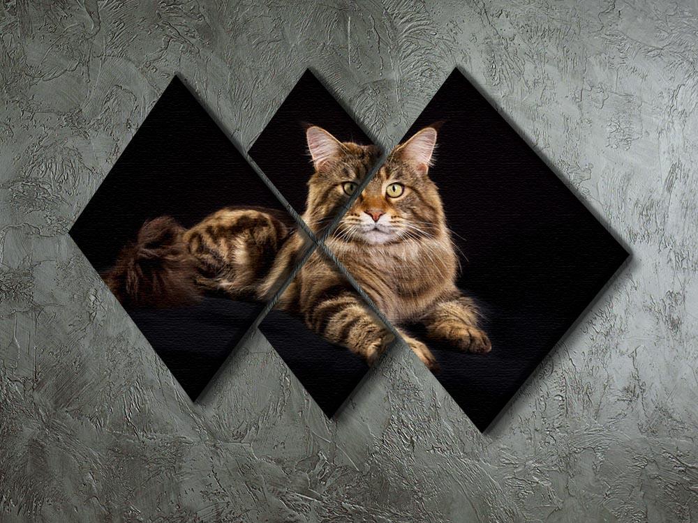 Purebred Maine Coon cat 4 Square Multi Panel Canvas - Canvas Art Rocks - 2