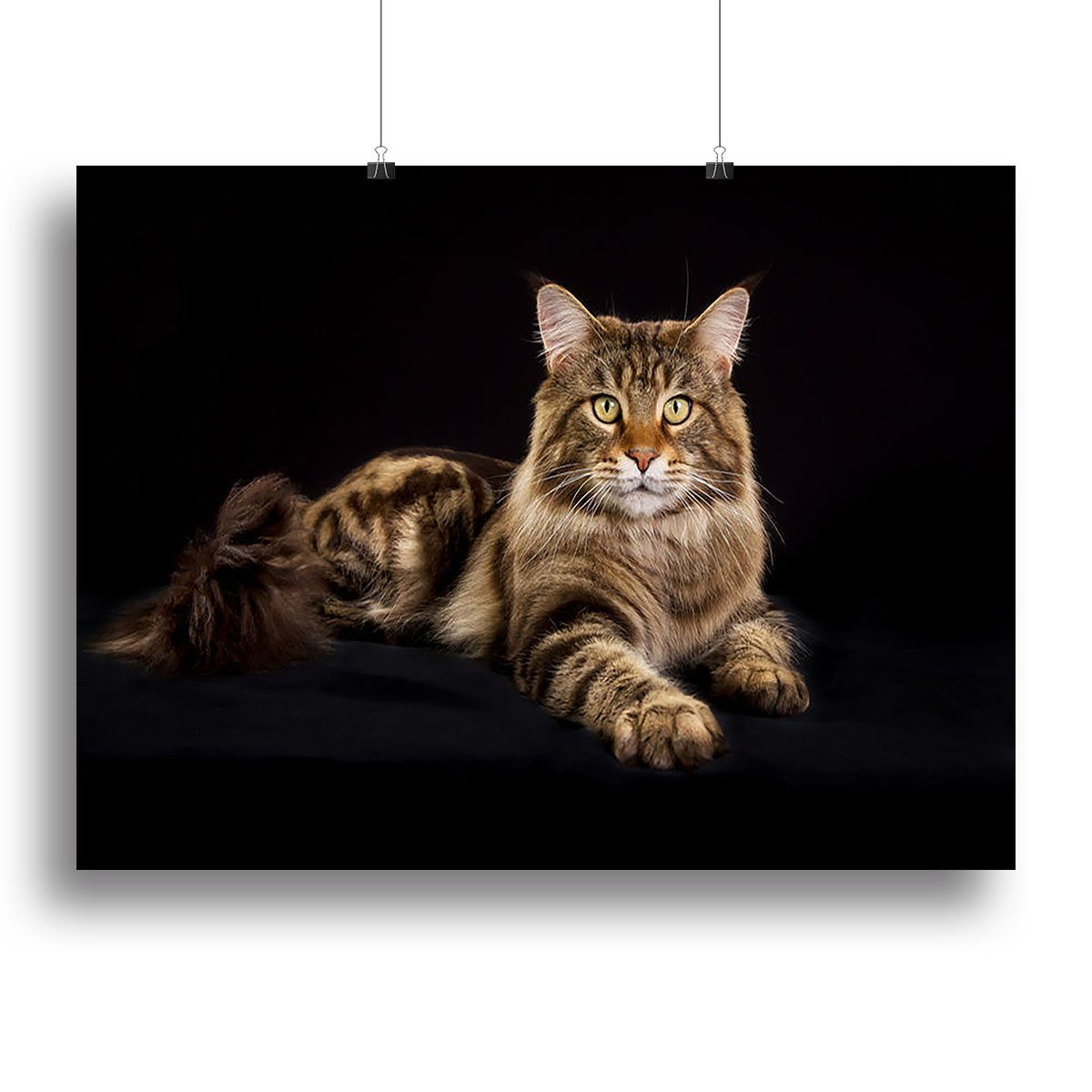 Purebred Maine Coon cat Canvas Print or Poster