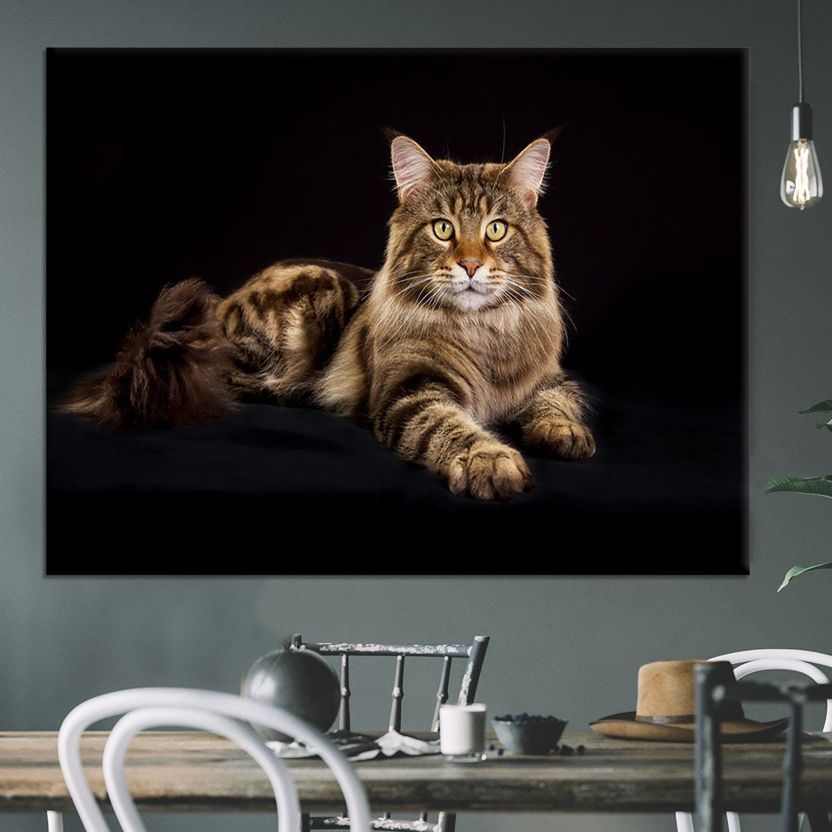 Purebred Maine Coon cat Canvas Print or Poster