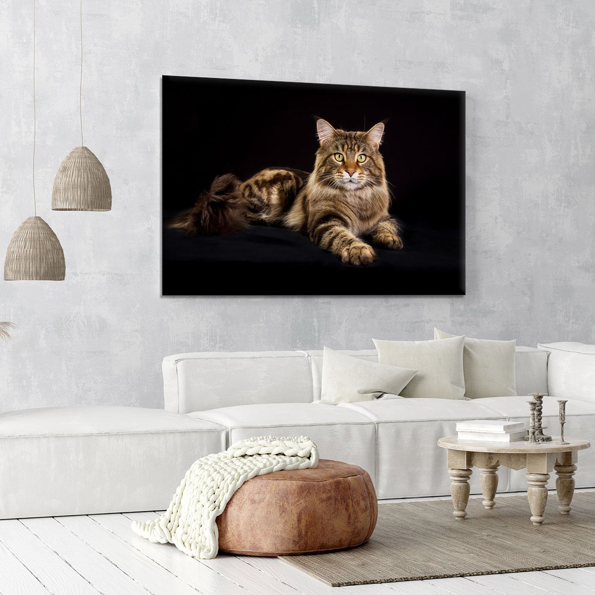 Purebred Maine Coon cat Canvas Print or Poster