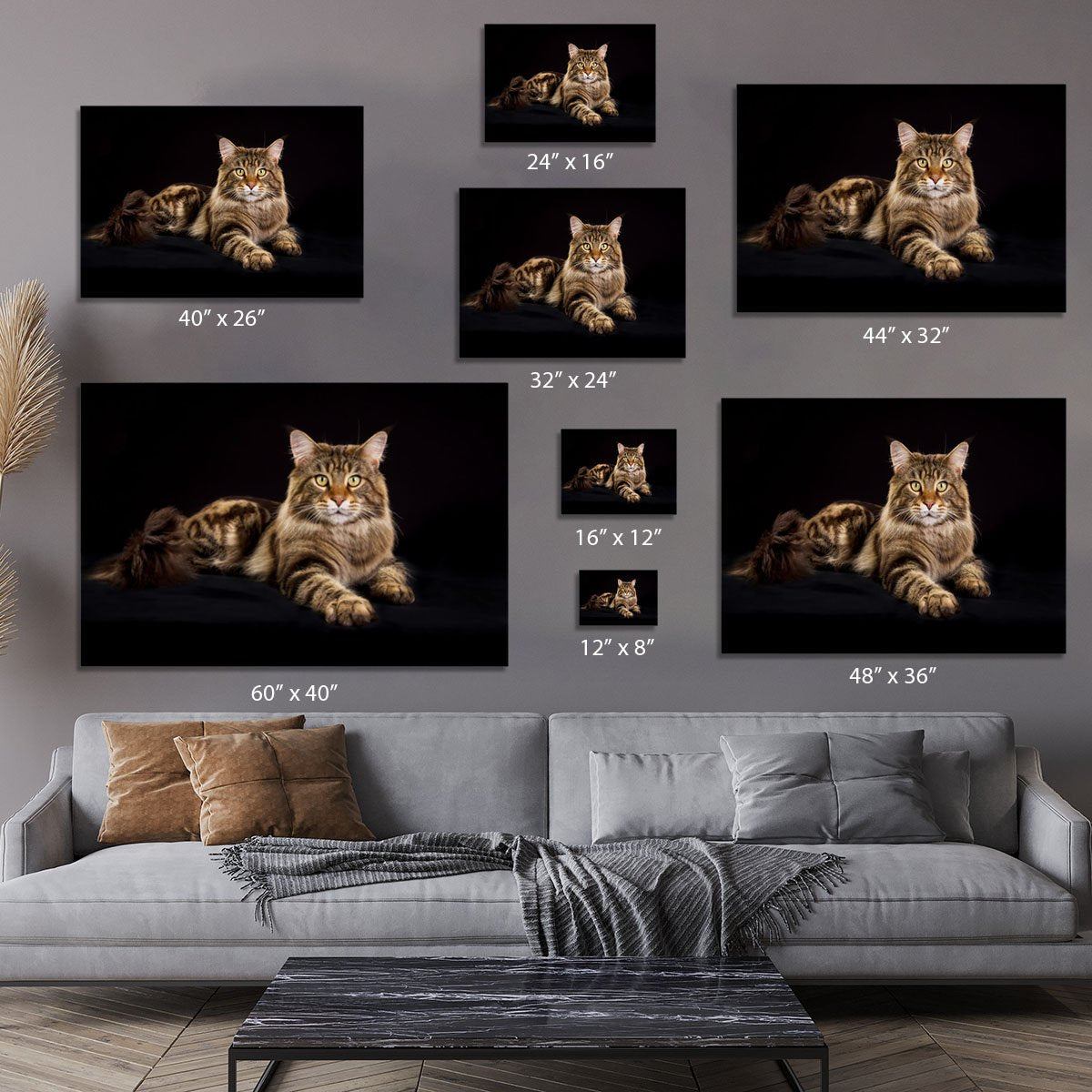 Purebred Maine Coon cat Canvas Print or Poster