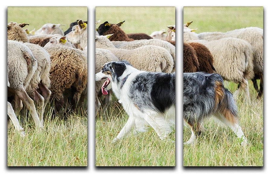 Purebred border collie herding a flock of sheep 3 Split Panel Canvas Print - Canvas Art Rocks - 1