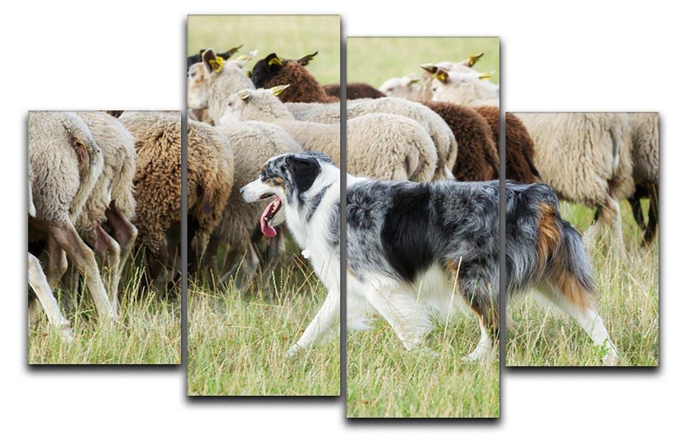 Purebred border collie herding a flock of sheep 4 Split Panel Canvas - Canvas Art Rocks - 1