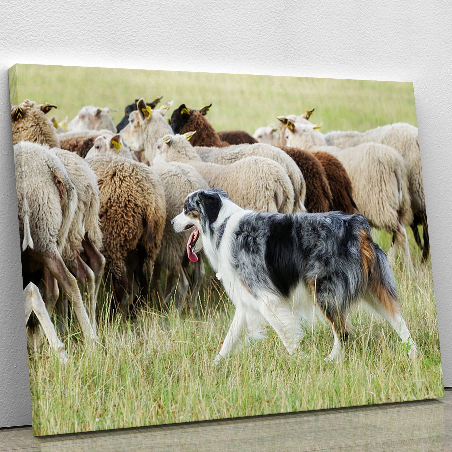 Purebred border collie herding a flock of sheep Canvas Print or Poster