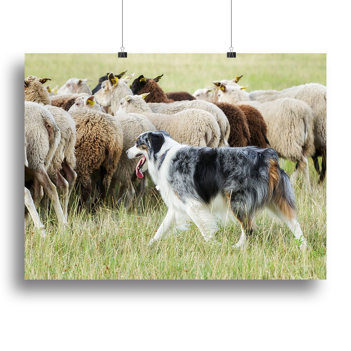 Purebred border collie herding a flock of sheep Canvas Print or Poster