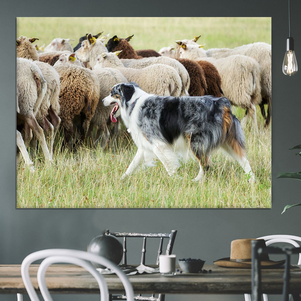 Purebred border collie herding a flock of sheep Canvas Print or Poster