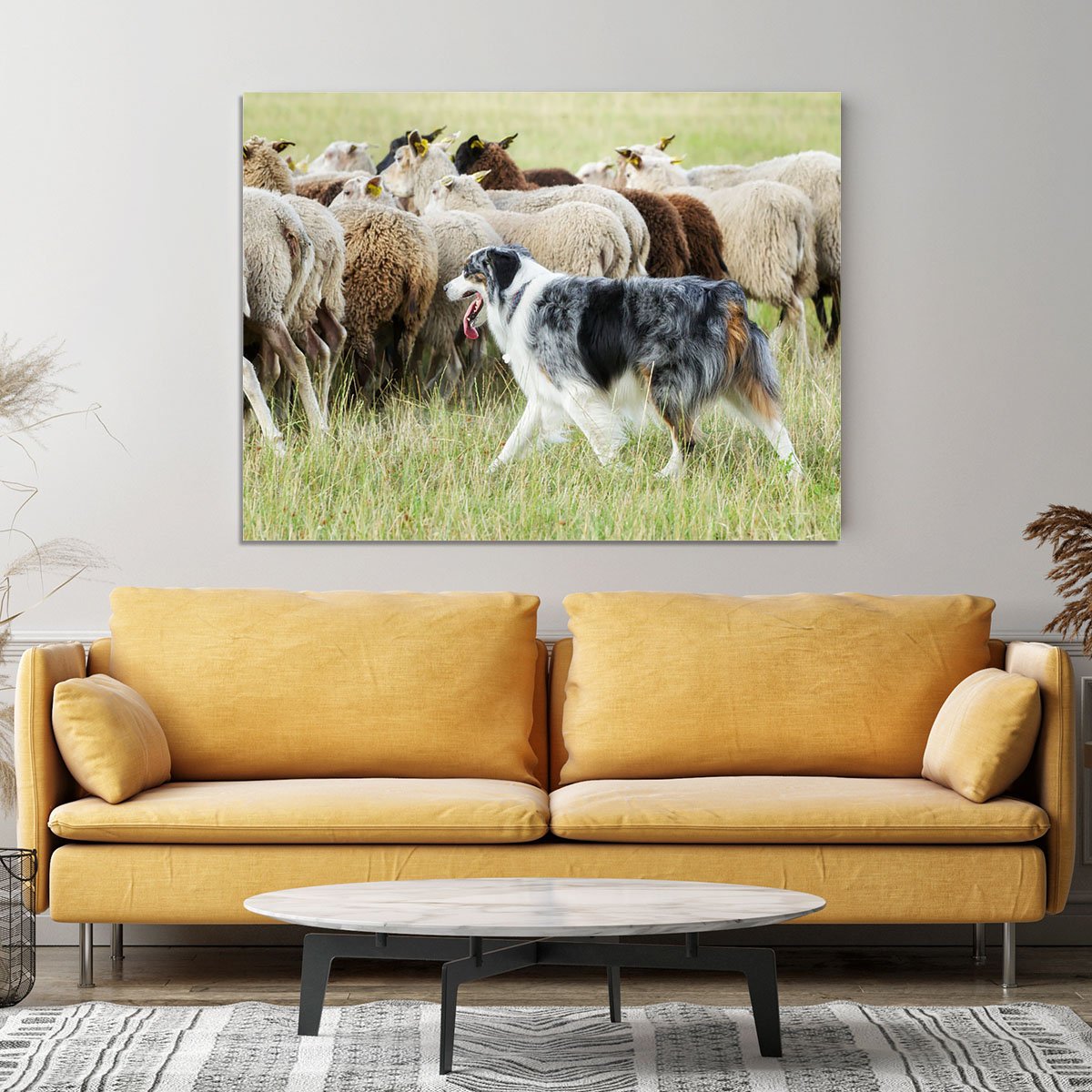 Purebred border collie herding a flock of sheep Canvas Print or Poster