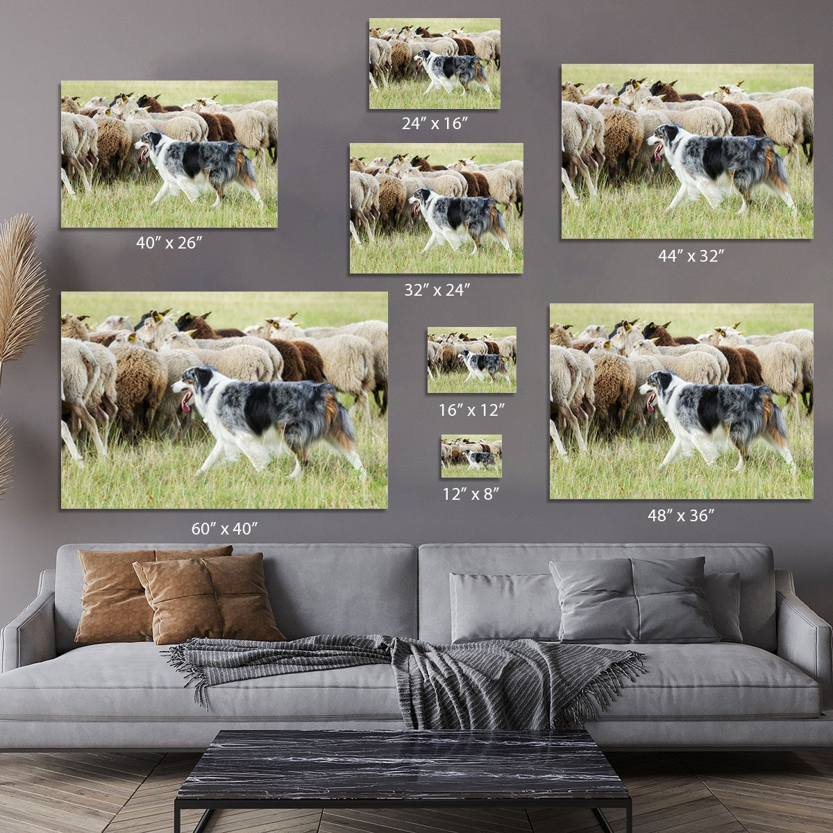 Purebred border collie herding a flock of sheep Canvas Print or Poster