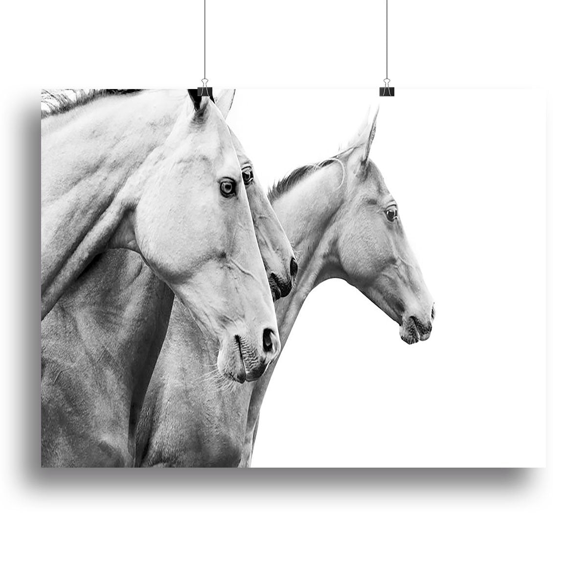 Purebred horses Canvas Print or Poster