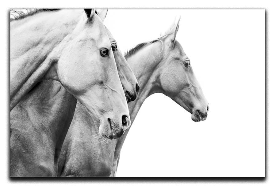 Purebred horses Canvas Print or Poster - Canvas Art Rocks - 1