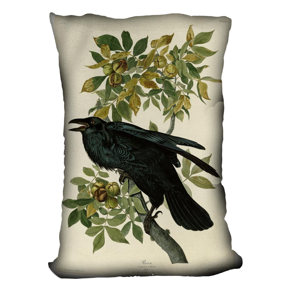 Raven by Audubon Cushion