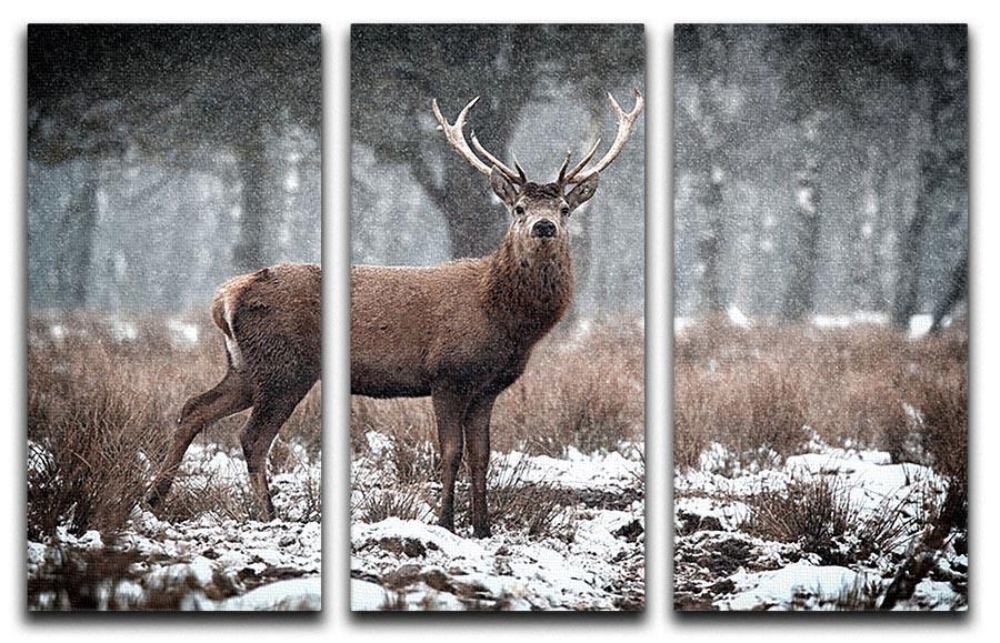 Red Deer Stag Cervus elaphus in the Scottish Winter Snow 3 Split Panel Canvas Print - Canvas Art Rocks - 1